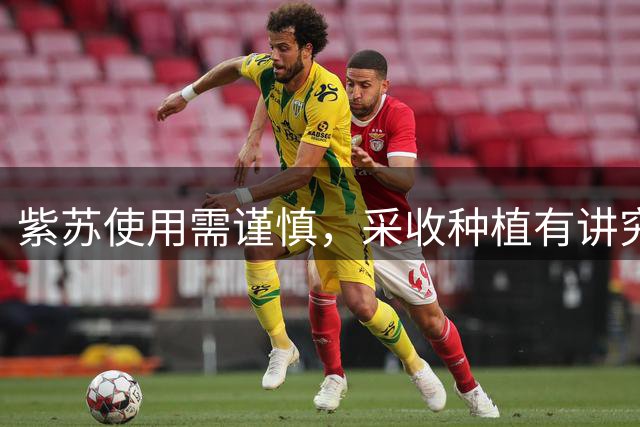 紫苏使用需谨慎，采收种植有讲究
